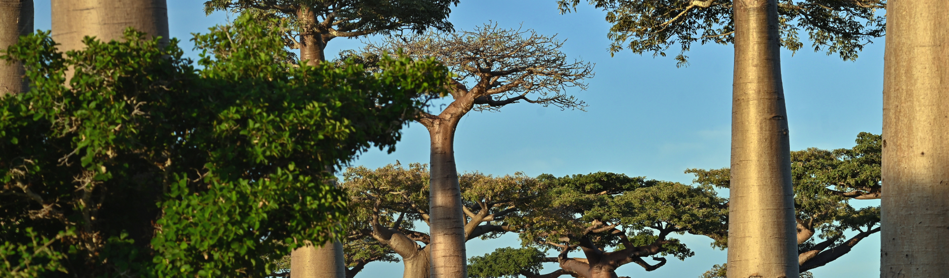 BANNER_MADAGASCAR