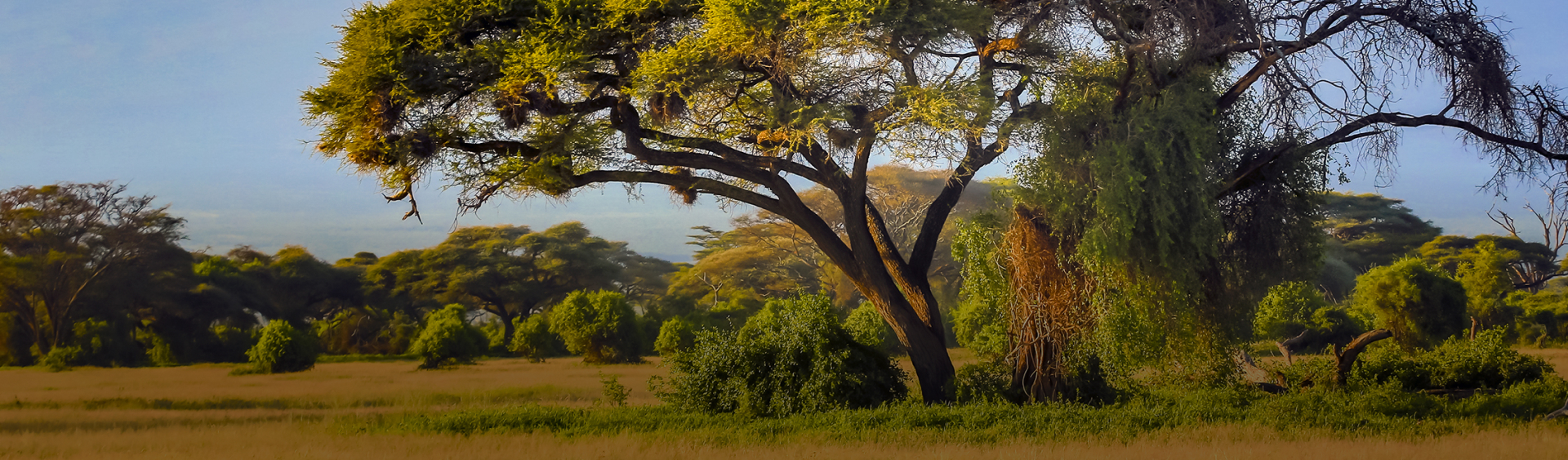 BANNER_TANZANIA